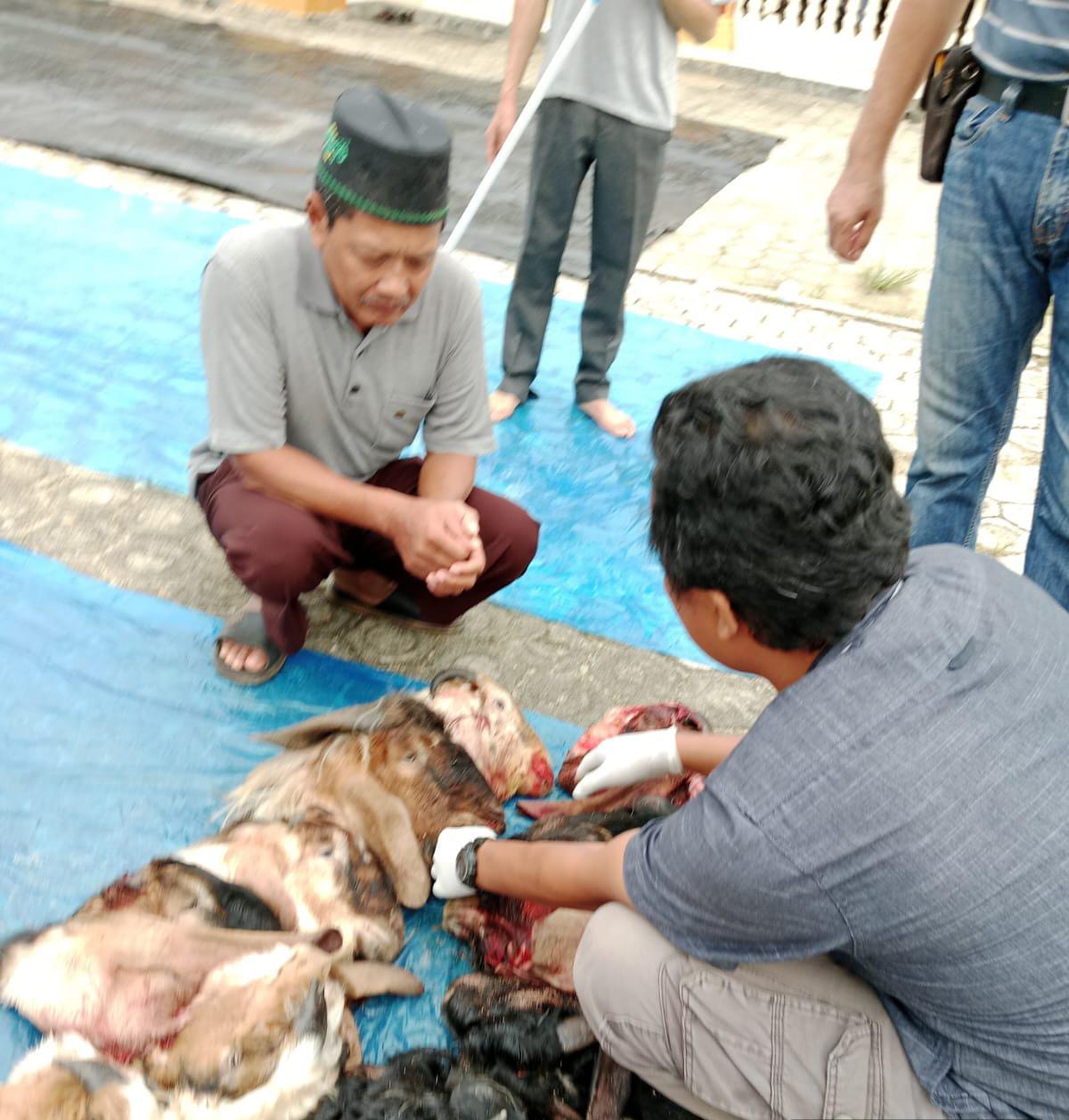 Idul Adha 2024, Pemkab Mesuji Periksa Daging Kurban, Ini Hasilnya