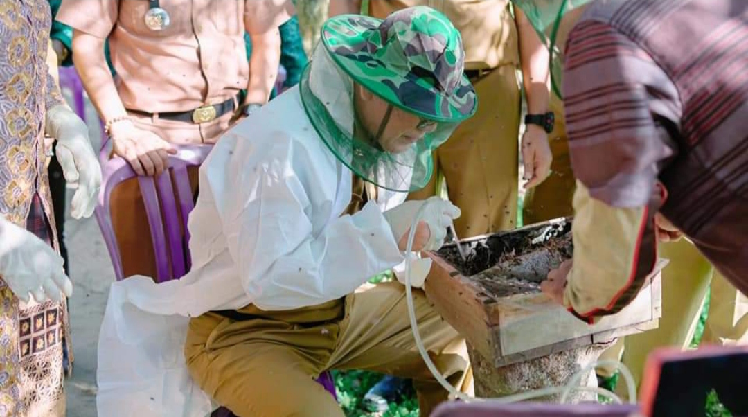 Mulai Budidaya Lebah Klanceng, Tulang Bawang Sudah 5 Kali Panen