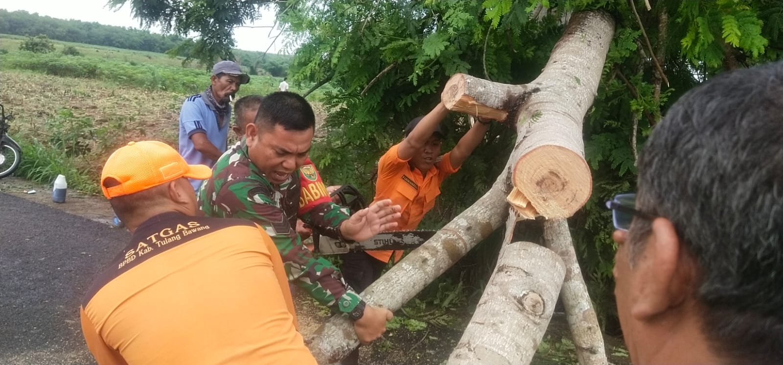 Cuaca Ekstrem Landa Menggala, Pohon Besar Tumbang Tutupi Jalan Umum