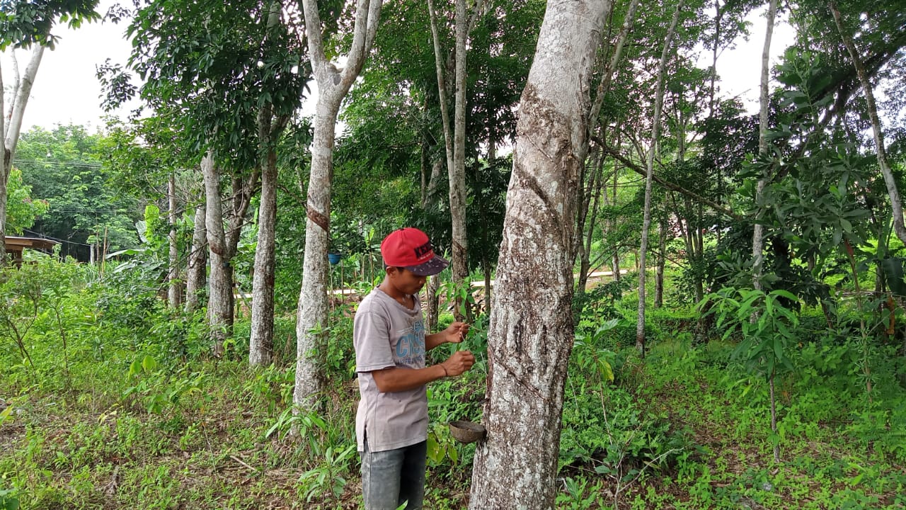 Harga Singkong dan Sawit di Mesuji Turun, Tapi Karet Naik, Segini Sekarang