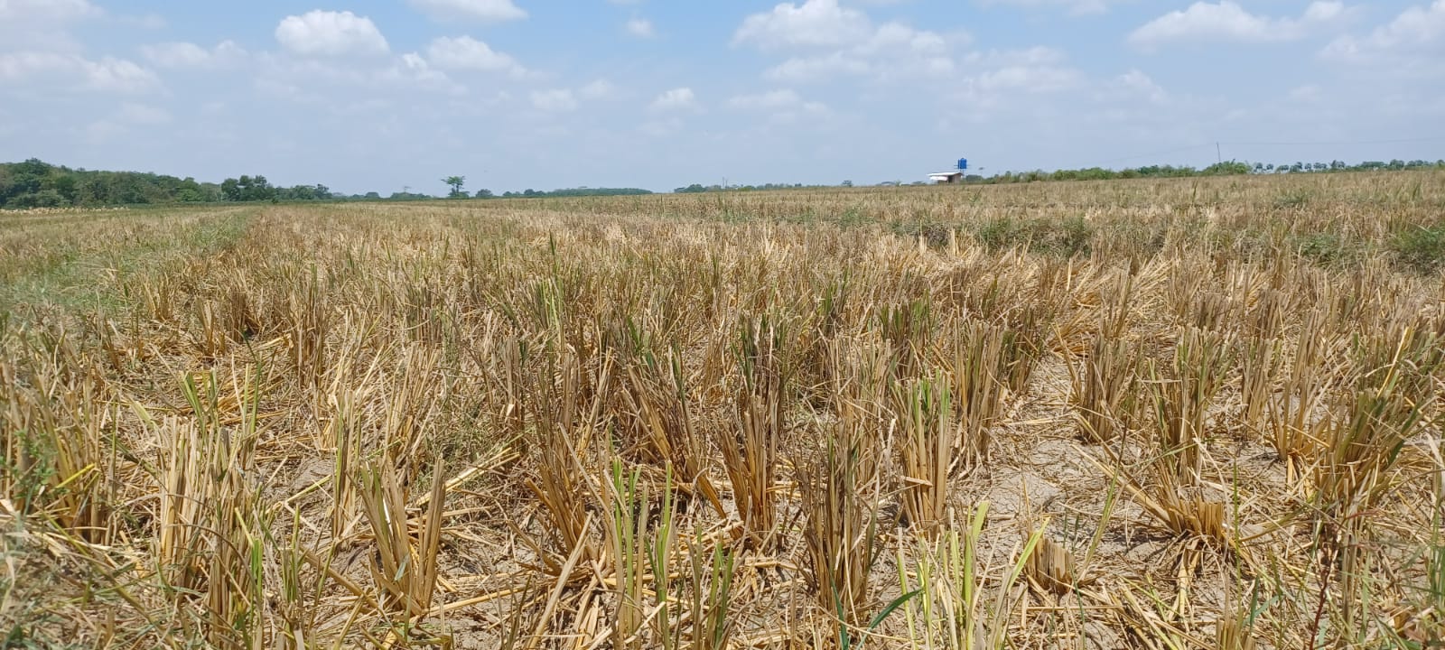 Kemarau Dampak El Nino, 1.073,75 Hektar Sawah di Lampung Timur Berpotensi Kekeringan, Petani Diminta Tunda.. 