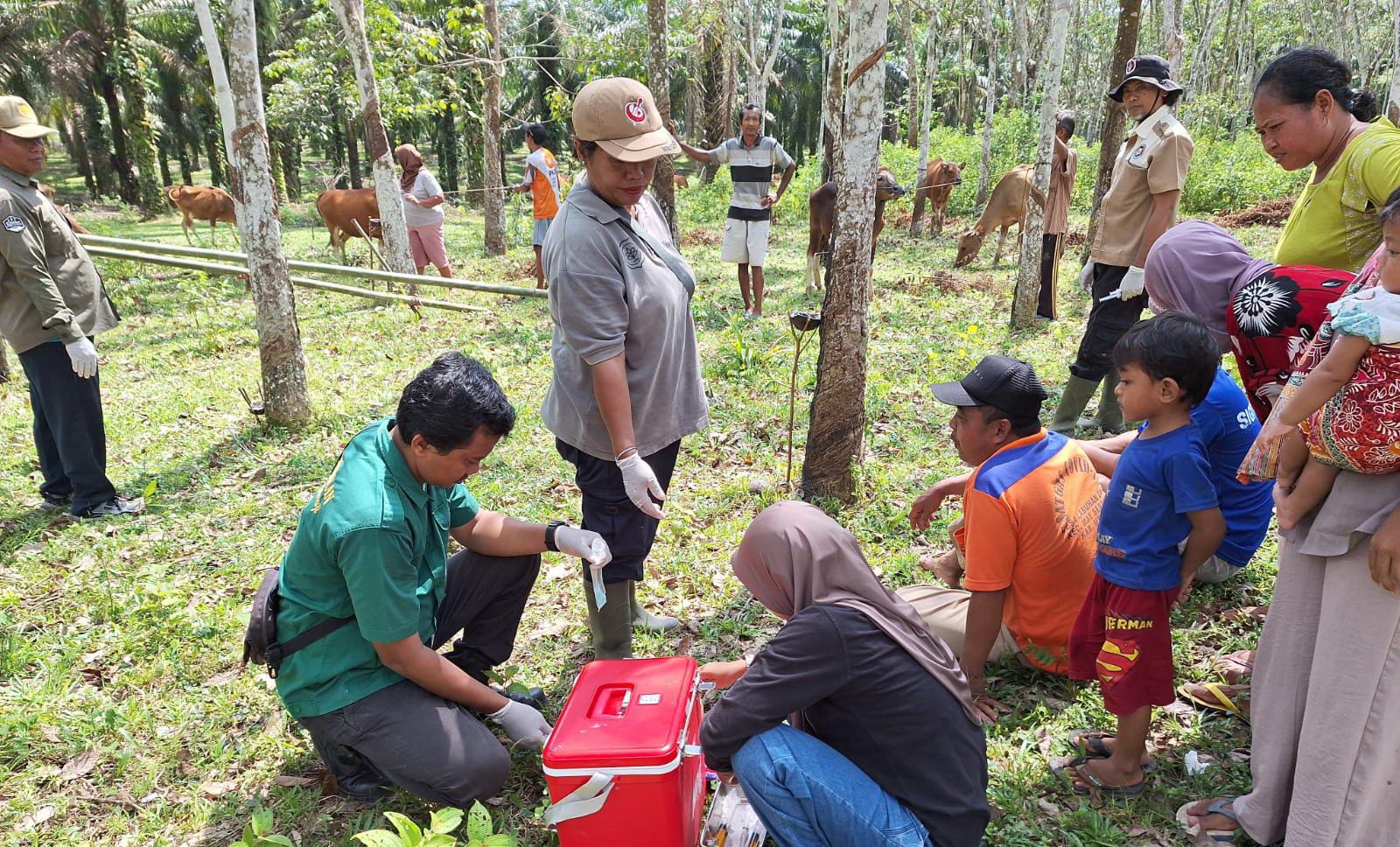 Belum Temukan Penyakit pada Hewan Ternak, Ini Pesan Penting Pemkab Mesuji Jelang Idul Adha 2024