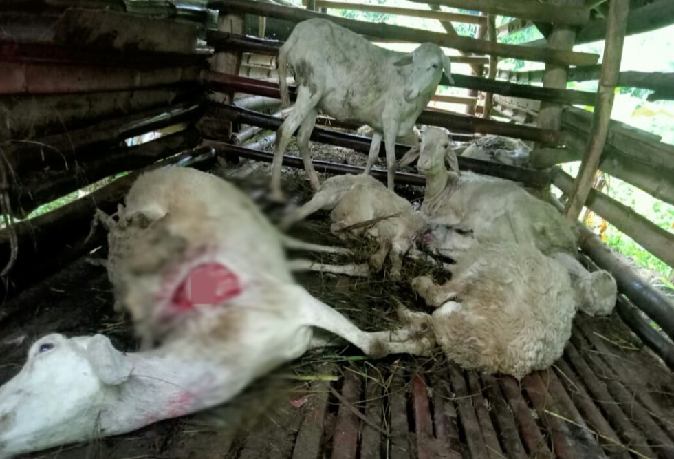 Balai Veteriner Lampung Sampai Turun, Ternyata Ini Penyebab Belasan Kambing Mati Mendadak di Tulang Bawang