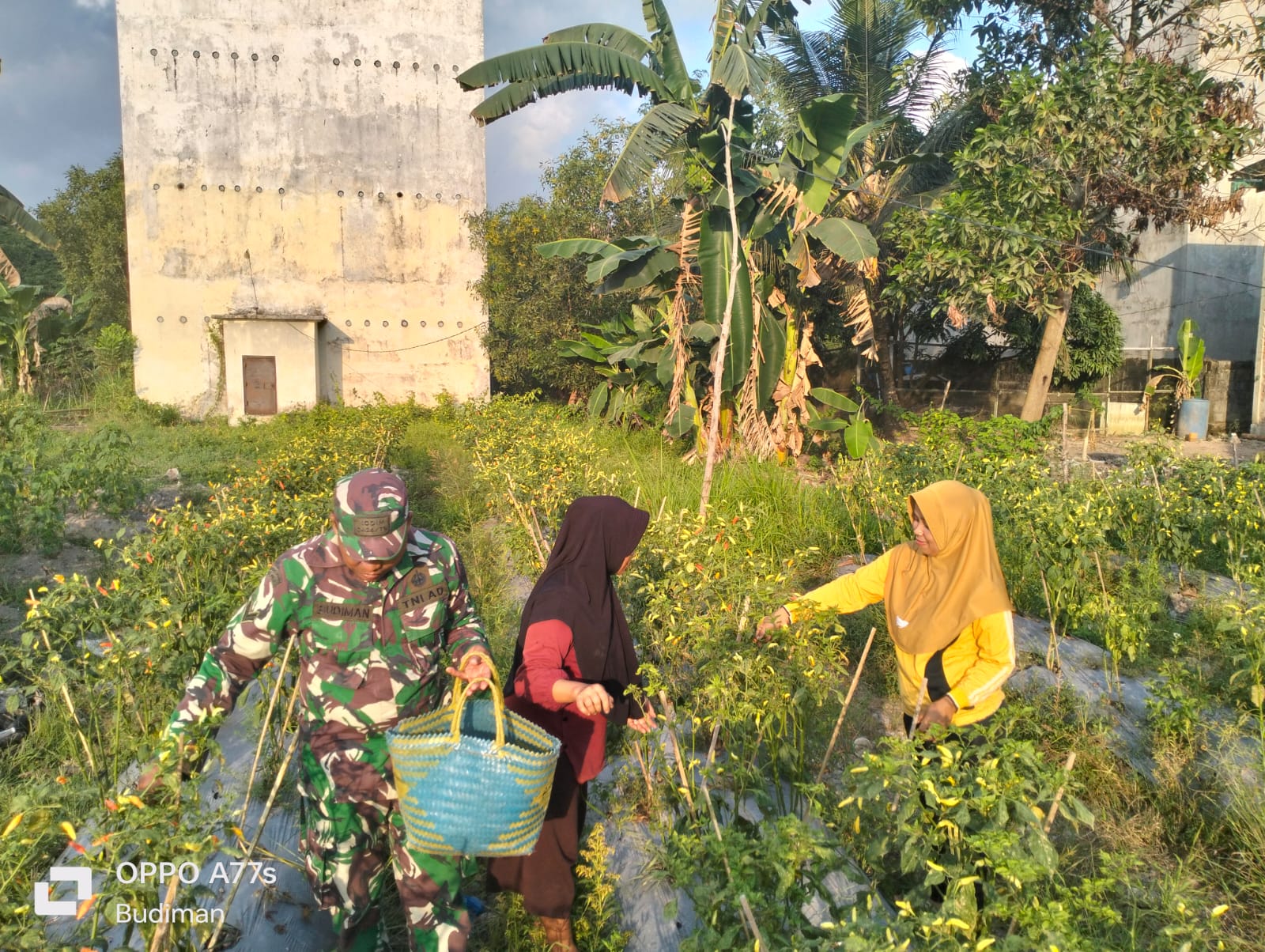 950 Pohon Cabai Ditanam di Lahan Seluas 10 x 30 Meter, Segini Rerata Hasil Panennya, Sampai Dibantu TNI AD