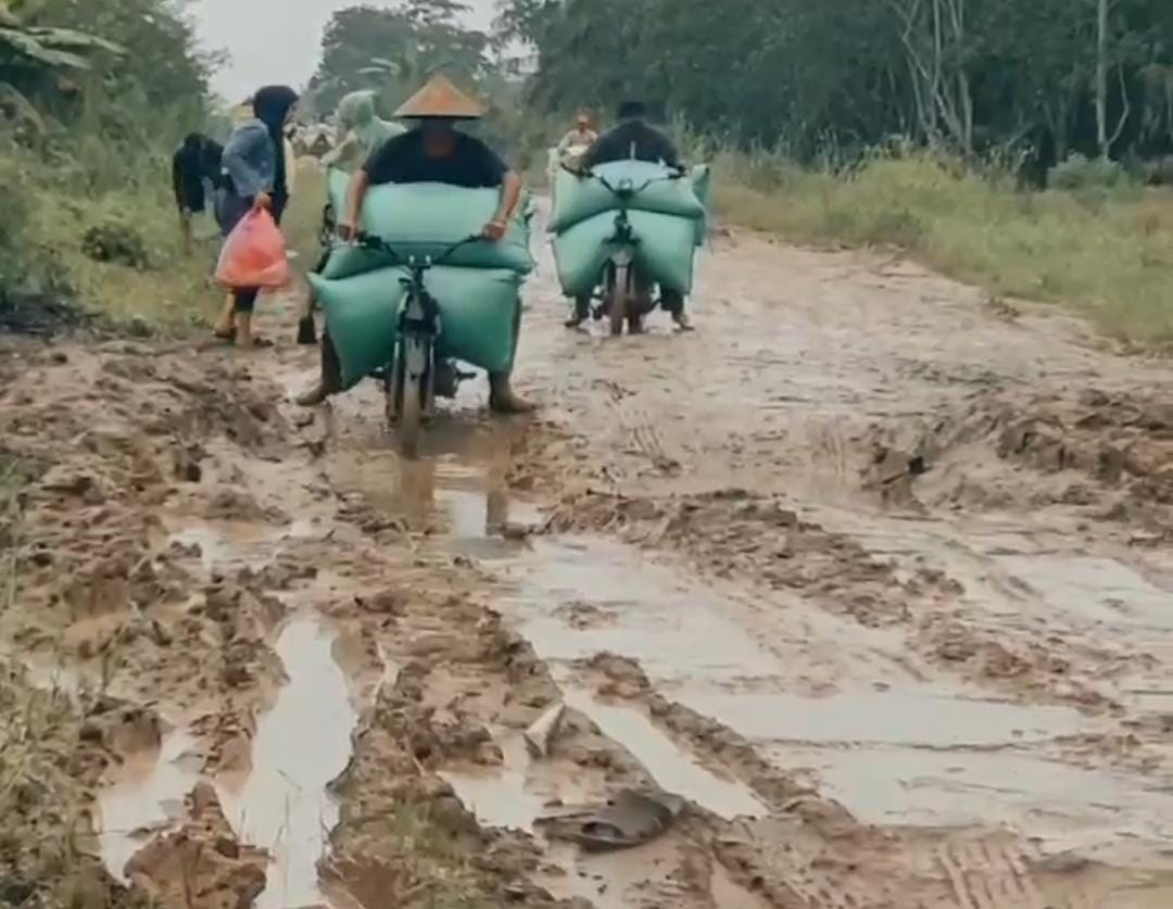 Waduh, Gegara Jalan Rusak, Petani Mesuji Rugi Miliaran Rupiah