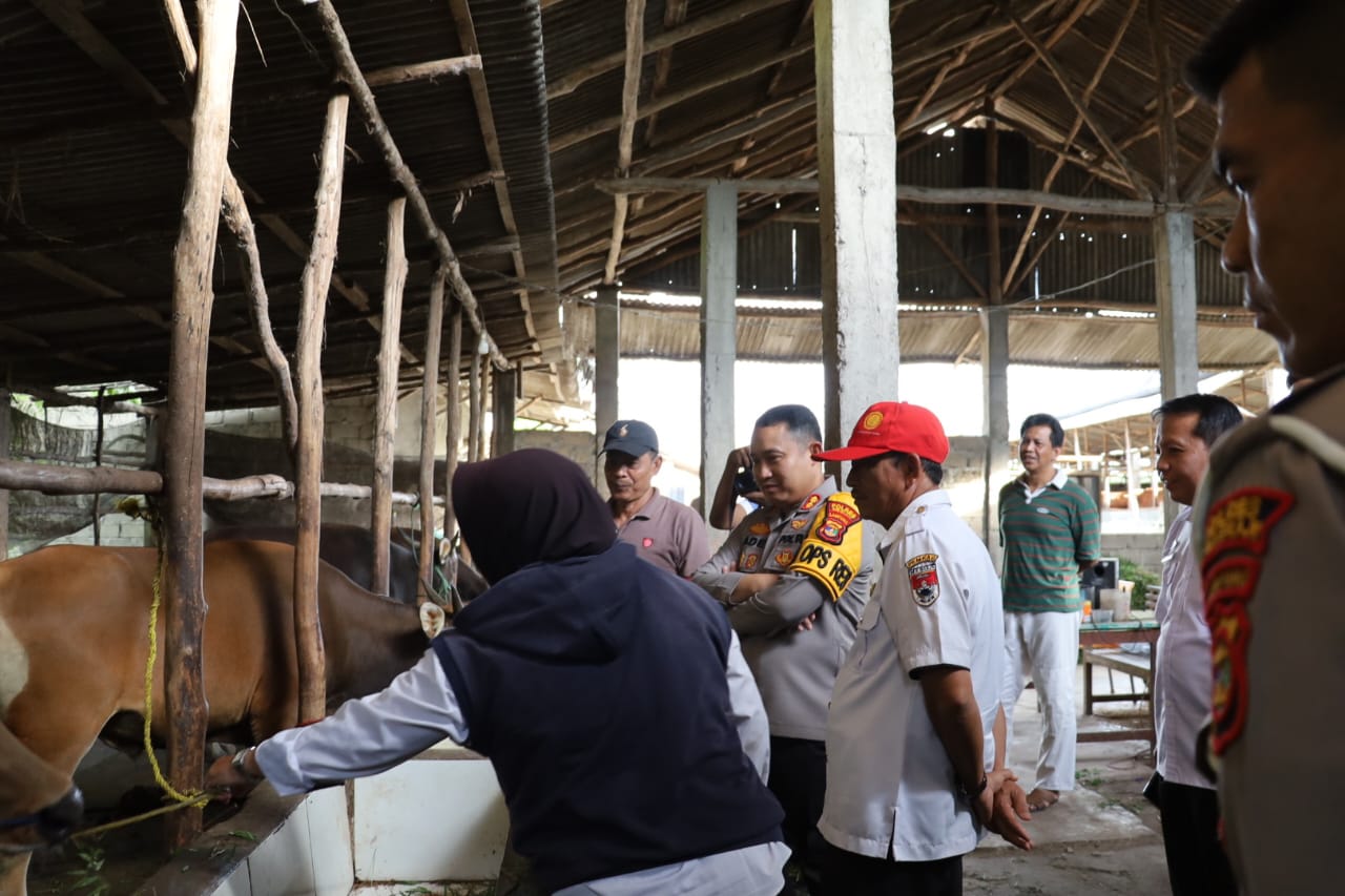 Alhamdulillah, 800 Ekor Hewan Ternak di Mesuji Siap Potong