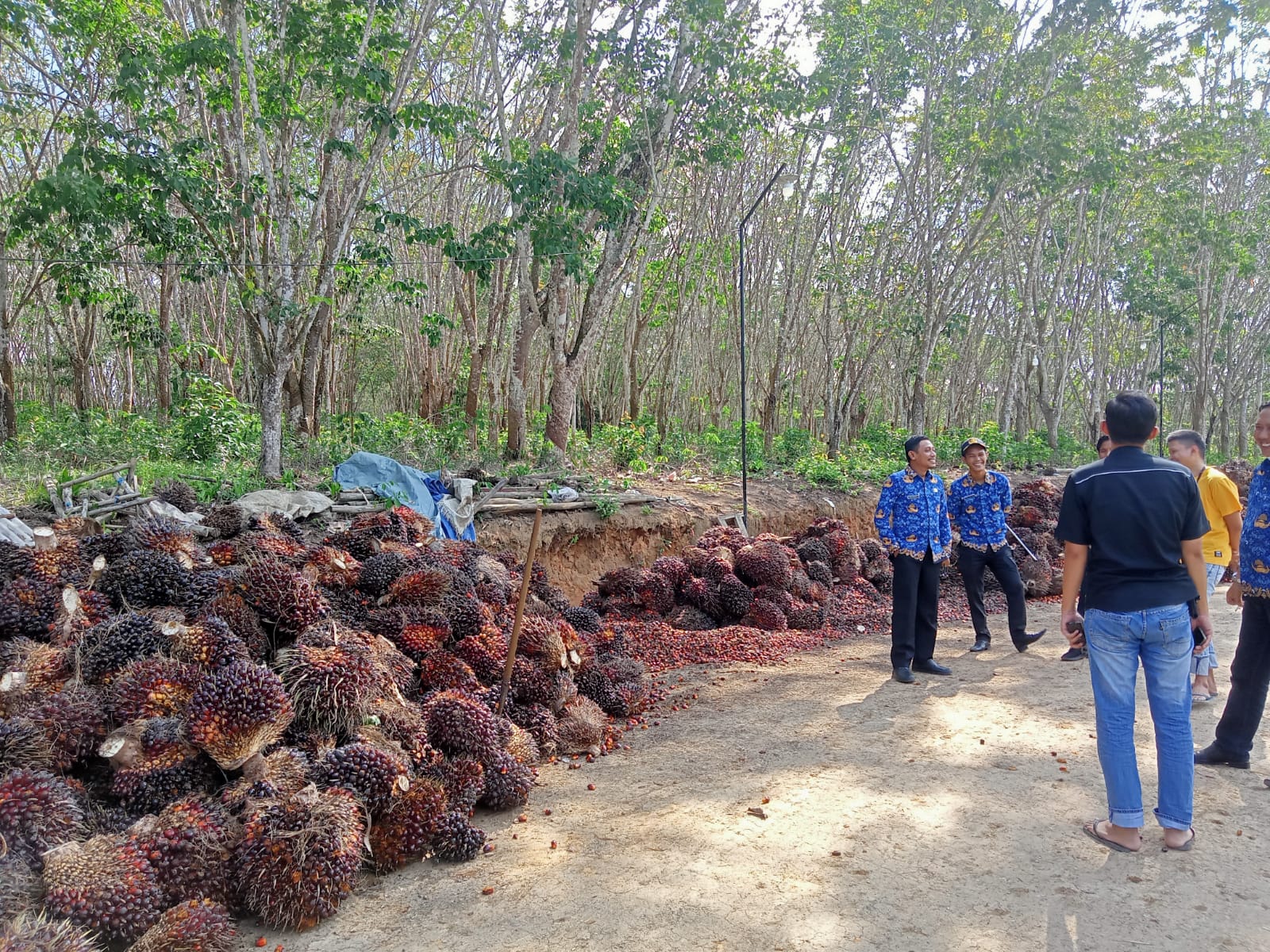 Harga Sawit di Mesuji Lampung Stabil, Segini Sekarang