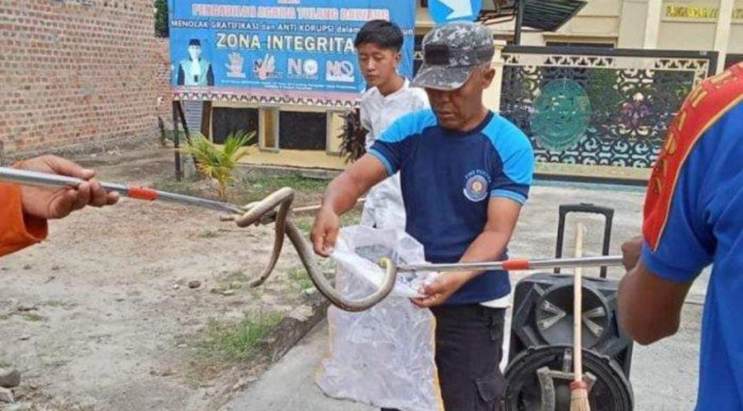 Ngeri, Ular Berbisa ini Sembunyi di Speaker Warga Tulang Bawang