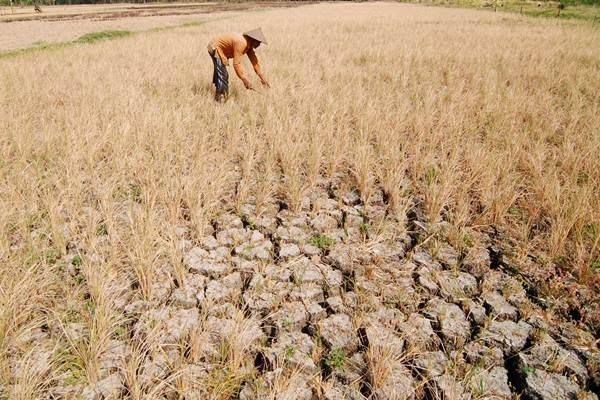 Dampak El Nino, Ratusan Hektar Sawah di Tulang Bawang Lampung Terancam Gagal Panen, Petani Susah Pasokan Air