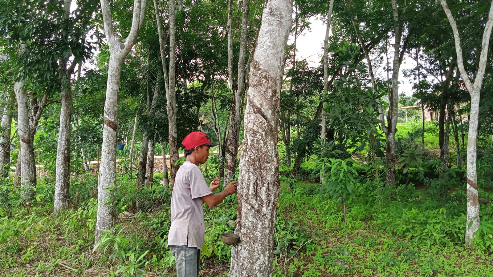 Cuaca Panas, Produksi Getah Karet Petani Mesuji Menyusut