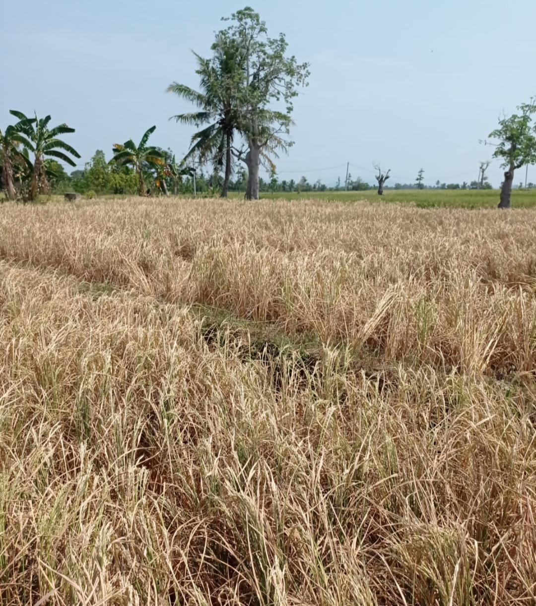 Dampak El Nino, 658 Hektar Sawah di Tanggamus Alami Kekeringan