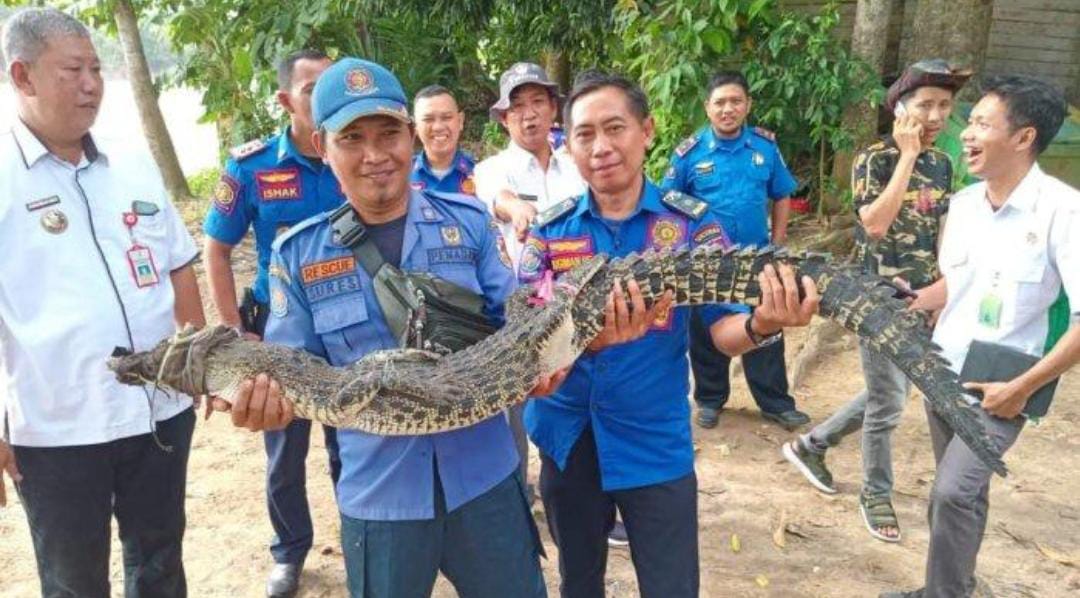 Damkar Tulang Bawang Evakuasi Buaya yang Masuk Keramba Apung Warga