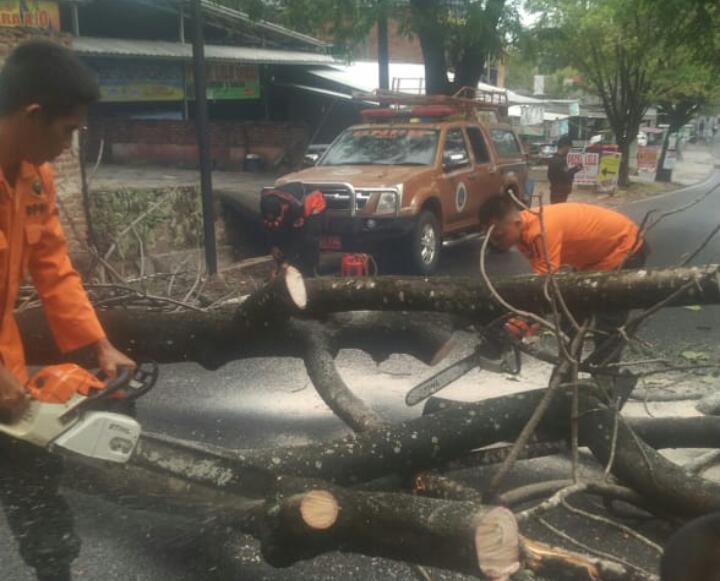 Hingga September, Bandar Lampung Ditimpa 111 Bencana Alam, dari Pohon Tumbang Hingga Banjir