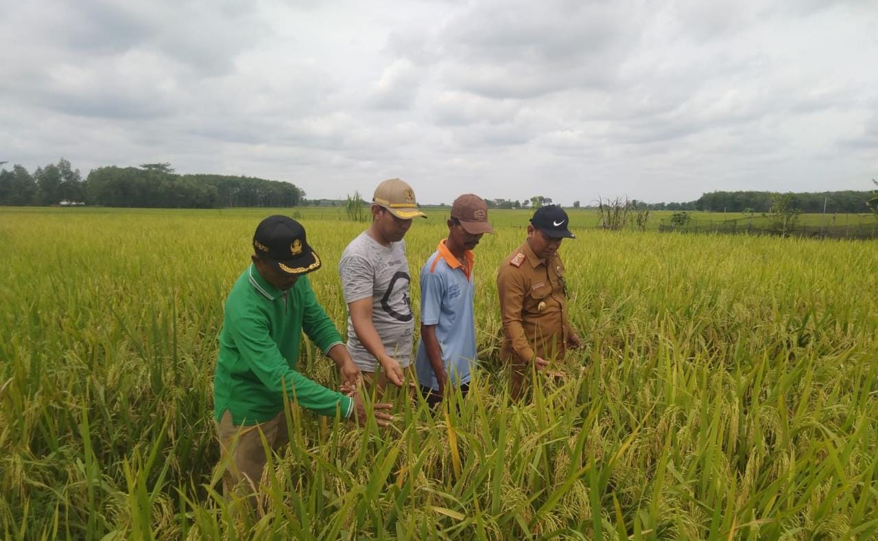 Padi Terserang Hama, Pemkab Tubaba Intruksikan Ini