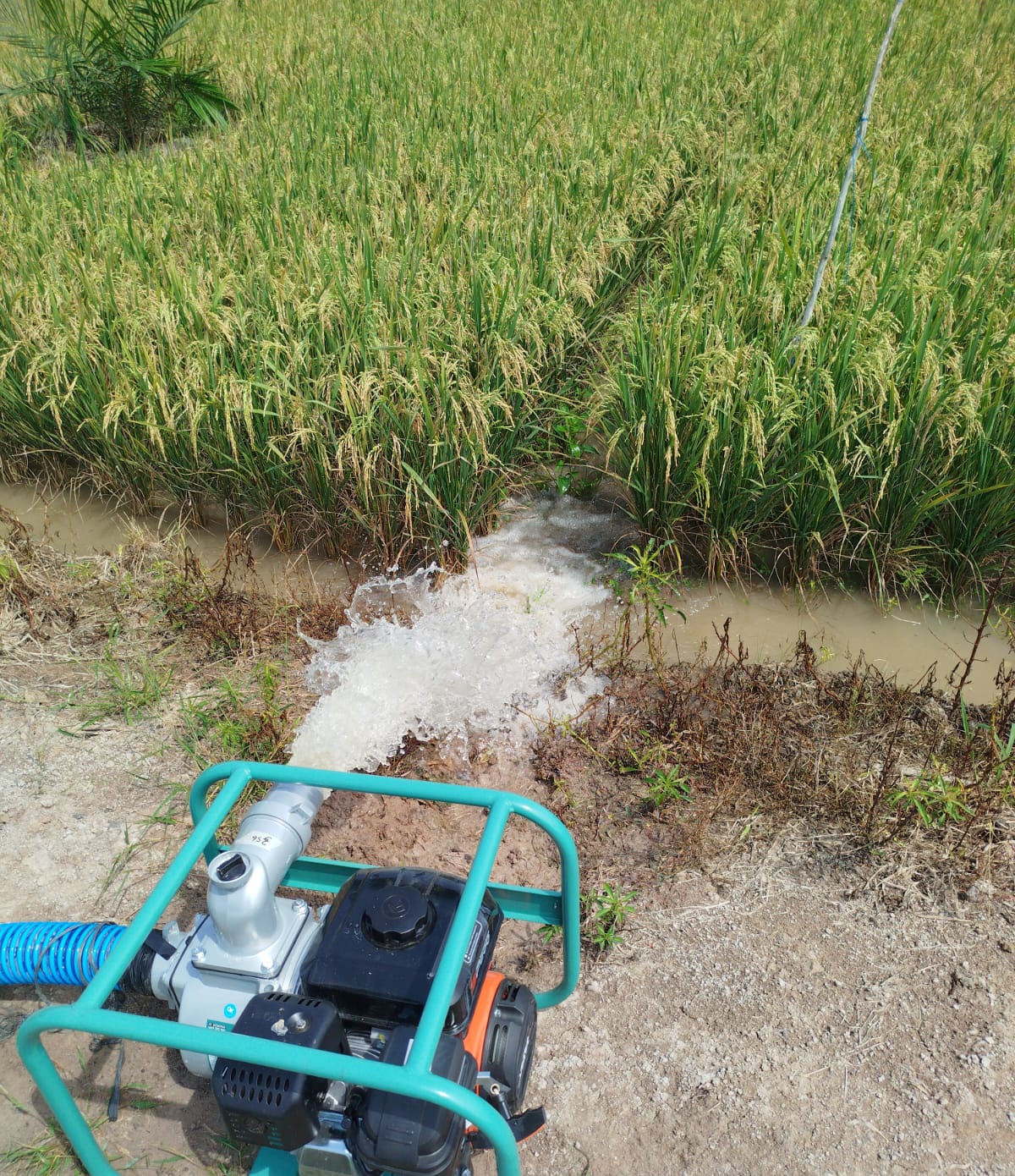 Atasi Kekeringan, Dinas Pertanian Tulang Bawang Berikan Bantuan Pompa Air untuk Petani