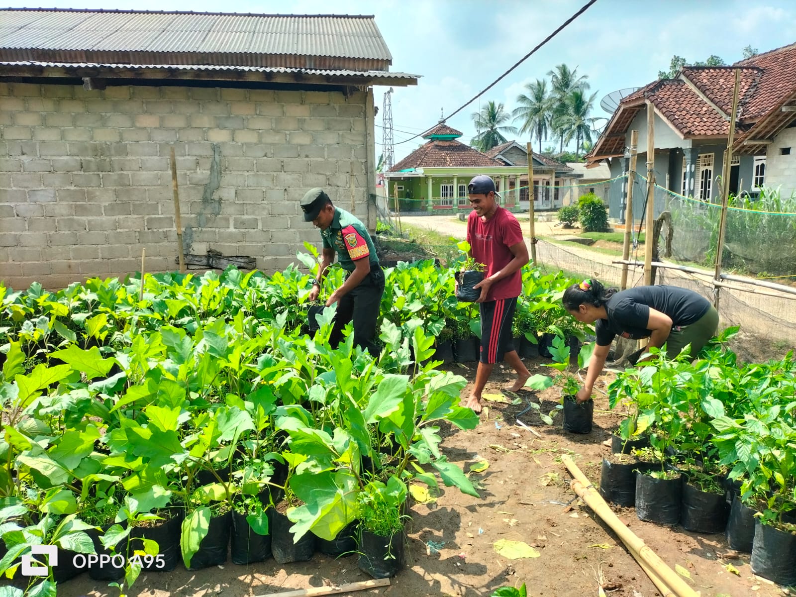 Tingkatkan Ketahanan Pangan Nasional, Babinsa Tulang Bawang Dampingi Aparatur Kampung Beri Bantuan Bibit Warga