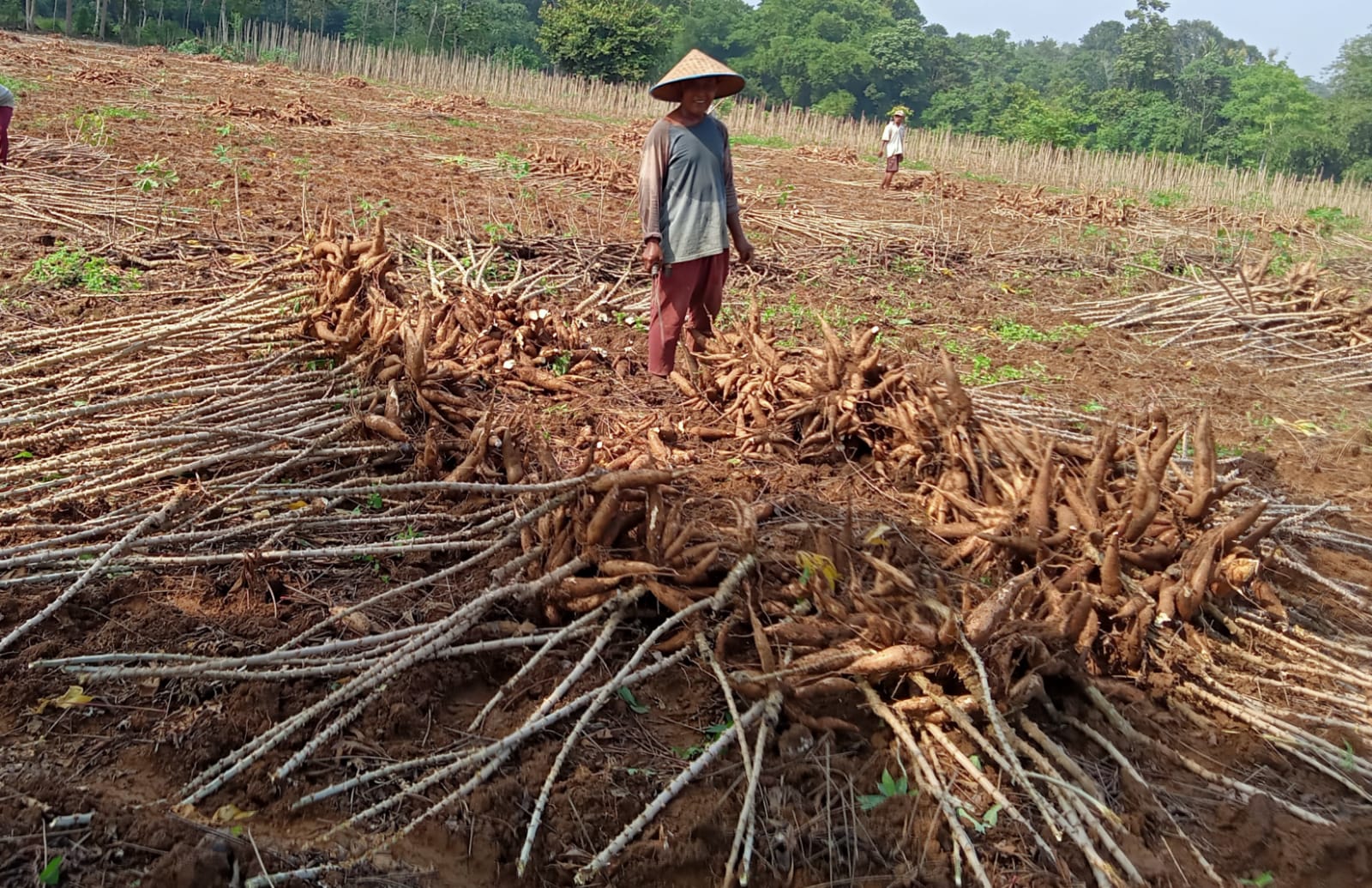 Alhamdulillah Harga Singkong di Mesuji Naik, Petani Langsung Mulai Proses Panen