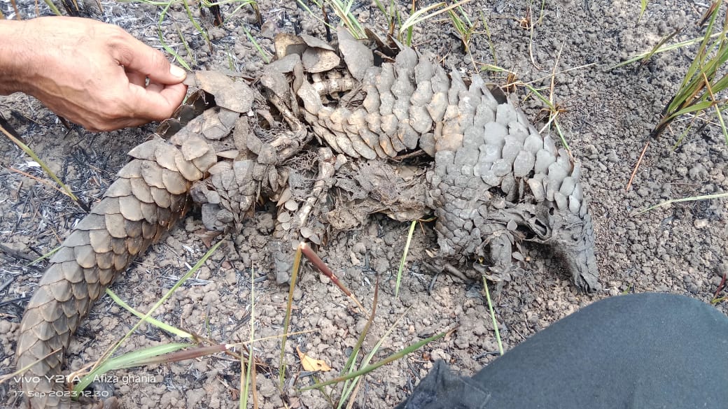 Hutan Taman Nasional Way Kambas Terbakar, Sejumlah Satwa Liar Mati, Ini Dugaan Penyebab Kebakaran