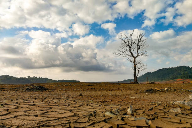 Melihat Dampak Kemarau di Mesuji Lampung, dari Gagal Panen Hingga Warga Kesulitan Air Bersih