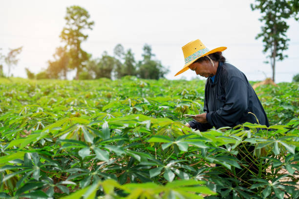 Harga Singkong Mesuji Turun, Petani Ogah Memanen