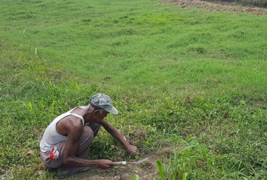 Masuki Musim Kemarau, Peternak di Bumi Nabung Lampung Tengah Mulai kesulitan Cari Rumput