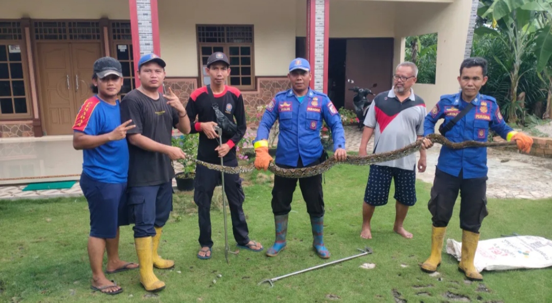 Ngeri, Ular Piton Sepanjang 4 Meter Makan 2 Ayam Warga Tulang Bawang dan Masuk Rumah