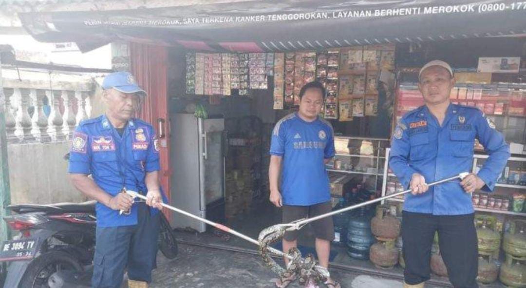 Masuk Toilet Rumah Warga Menggala, Ular Sanca Dievakuasi Damkar Tulang Bawang