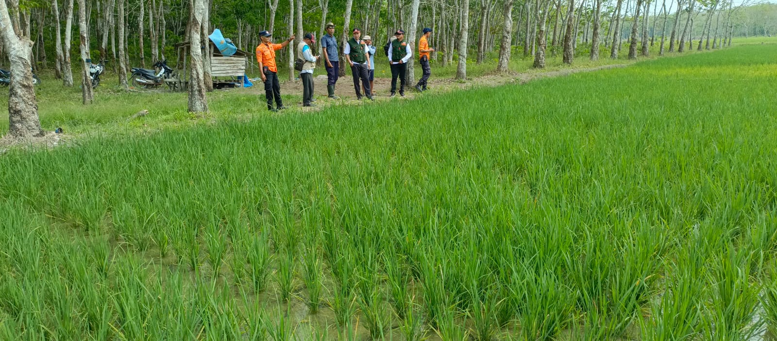 Berpotensi Alami Kekeringan, BPBD Mesuji Tinjau Wilayah Persawahan Ini