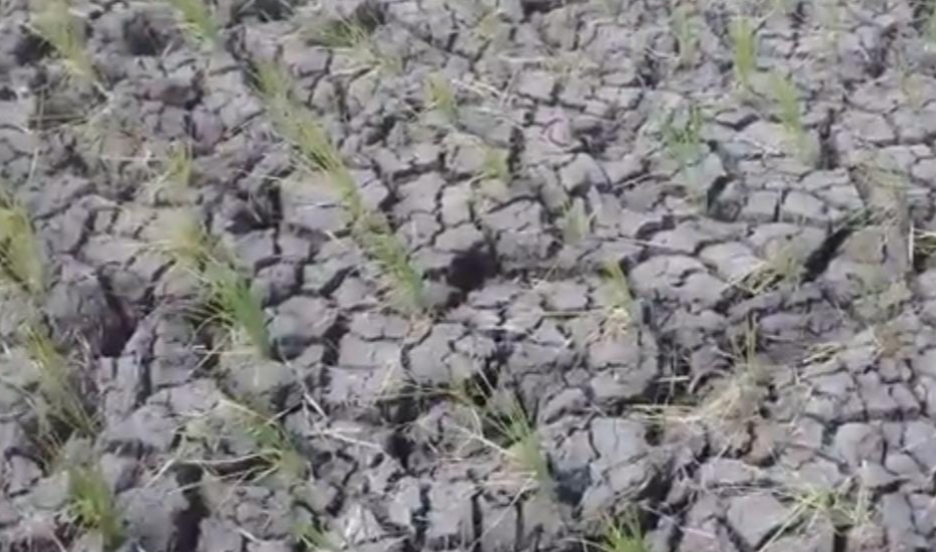 Dampak El Nino, Lahan Sawah Jadi Kering, Petani Manfaatkan Untuk Hal Ini