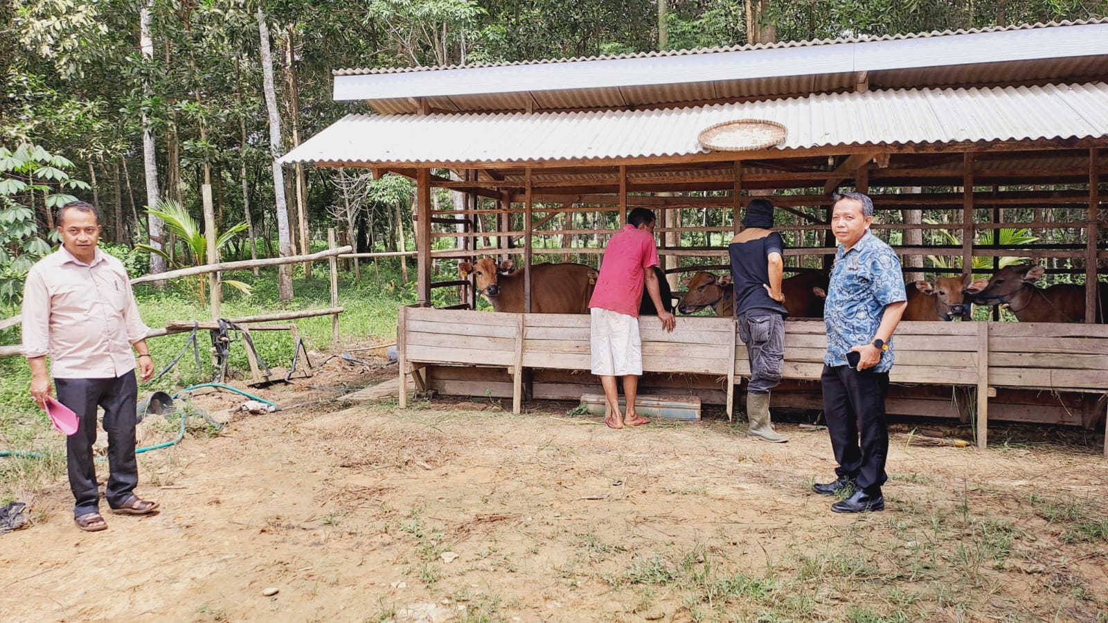 Jelang Idul Adha, Pemkab Mesuji Perketat Pengawasan Kesehatan Hewan Kurban