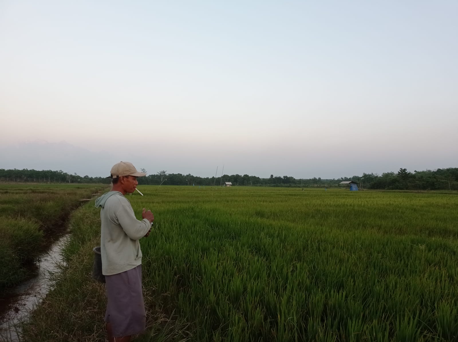 Pesan Penting Dinas Pertanian Mesuji Jelang Musim Tanam, Petani Wajib Tau