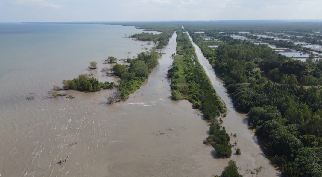 Petambak Dipasena Tulang Bawang Ngeluh, Green Belt Rusak Akibat Tambak Liar dan Abrasi