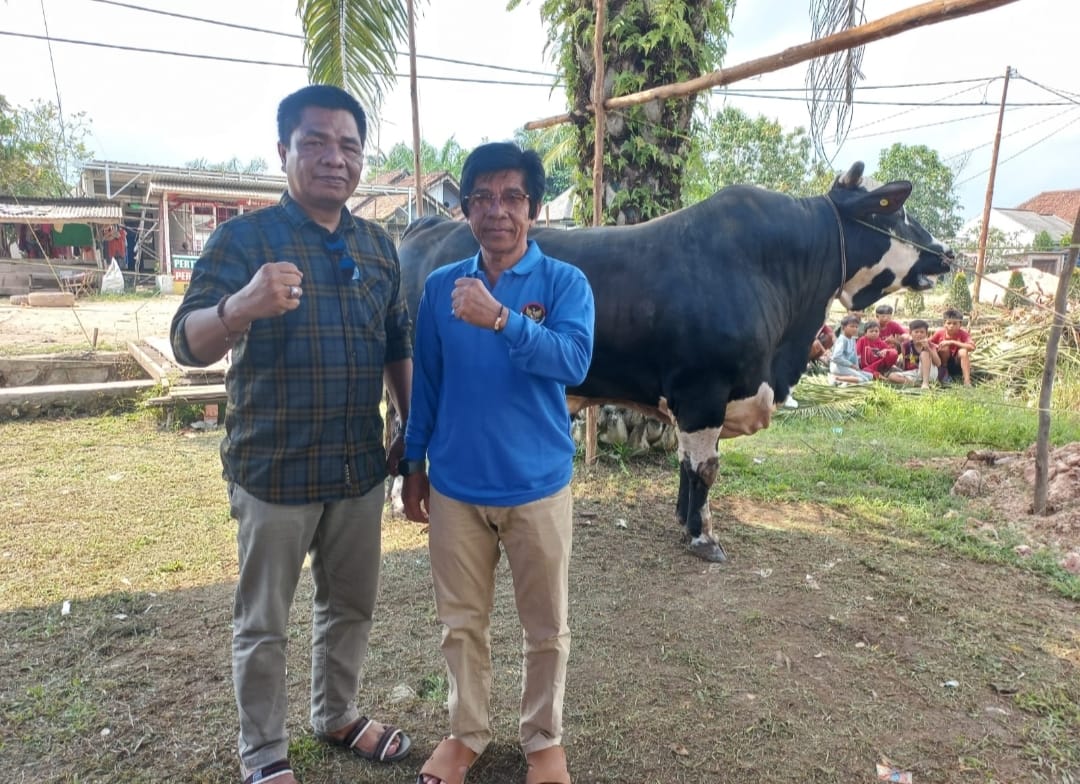 Penampakan Sapi Kurban Presiden Jokowi Untuk Mesuji, Beratnya Hingga 900 kg