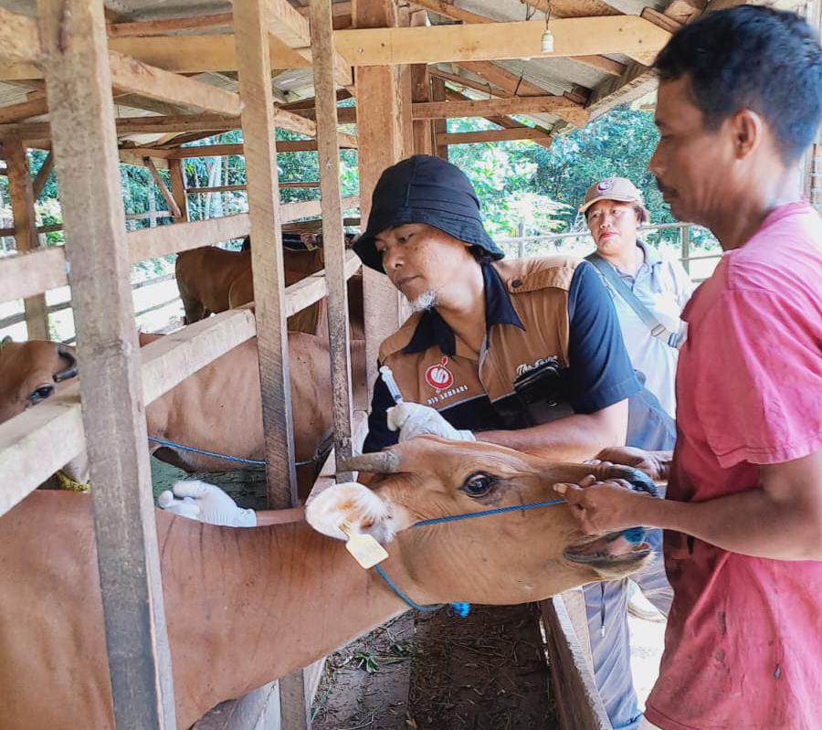 Mesuji Distribusikan 28 Sapi Kurban pada Hari Raya Idul Adha 2024, Ini Perkiraan Tanggalnya