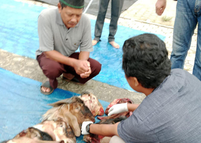 Idul Adha 2024, Pemkab Mesuji Periksa Daging Kurban, Ini Hasilnya