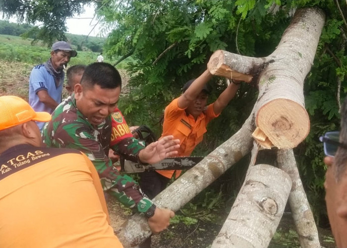 Cuaca Ekstrem Landa Menggala, Pohon Besar Tumbang Tutupi Jalan Umum