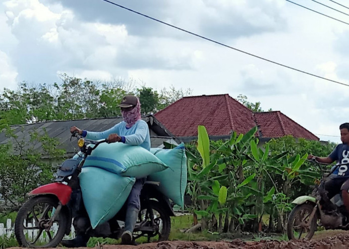 Harga Gabah Kering Panen Mesuji Lampung Melambung, Segini Sekarang Harganya