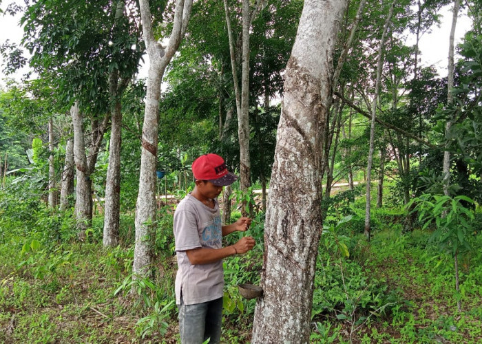 Harga Singkong dan Sawit di Mesuji Turun, Tapi Karet Naik, Segini Sekarang