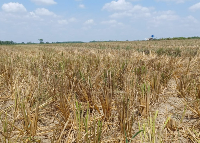 Kemarau Dampak El Nino, 1.073,75 Hektar Sawah di Lampung Timur Berpotensi Kekeringan, Petani Diminta Tunda.. 