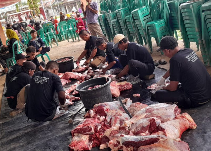 Tokoh Agama Sri Tanjung Mesuji Potong Sapi Kurban Presiden Jokowi