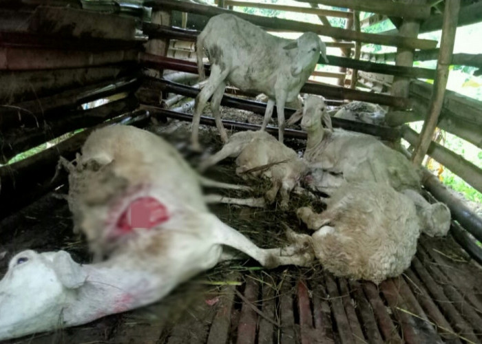 Balai Veteriner Lampung Sampai Turun, Ternyata Ini Penyebab Belasan Kambing Mati Mendadak di Tulang Bawang