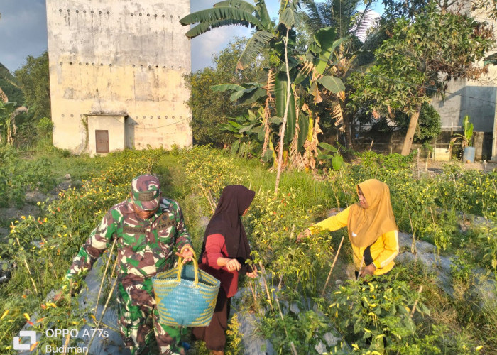 950 Pohon Cabai Ditanam di Lahan Seluas 10 x 30 Meter, Segini Rerata Hasil Panennya, Sampai Dibantu TNI AD