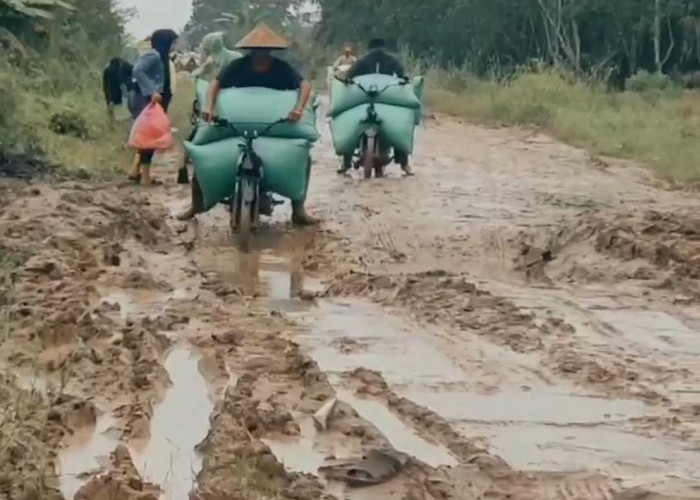 Waduh, Gegara Jalan Rusak, Petani Mesuji Rugi Miliaran Rupiah