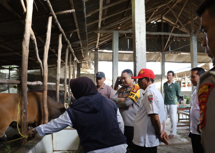 Alhamdulillah, 800 Ekor Hewan Ternak di Mesuji Siap Potong