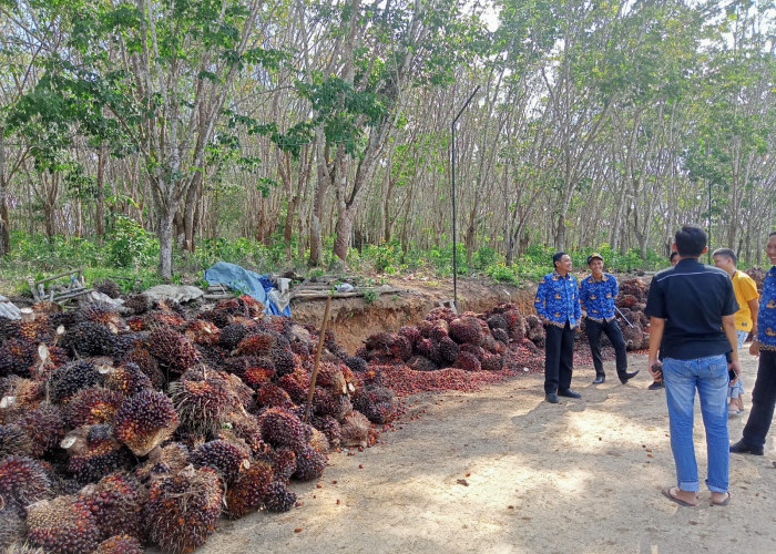 Harga Sawit di Mesuji Lampung Stabil, Segini Sekarang