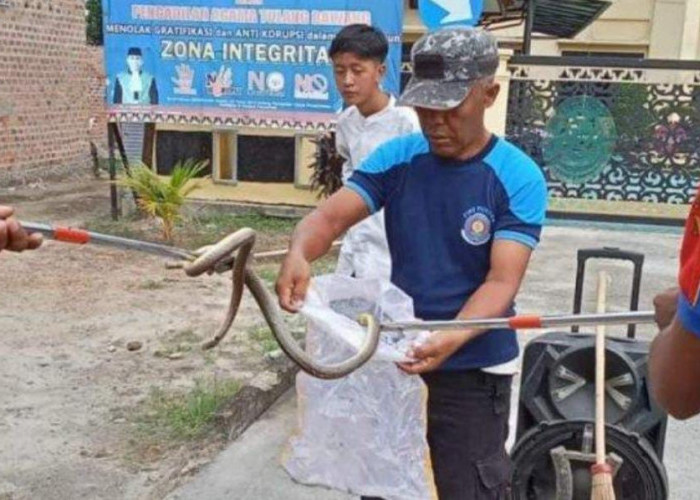 Ngeri, Ular Berbisa ini Sembunyi di Speaker Warga Tulang Bawang