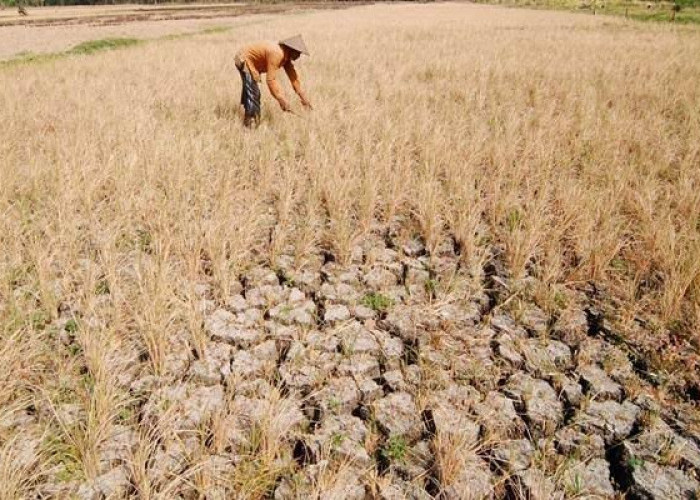 Dampak El Nino, Ratusan Hektar Sawah di Tulang Bawang Lampung Terancam Gagal Panen, Petani Susah Pasokan Air