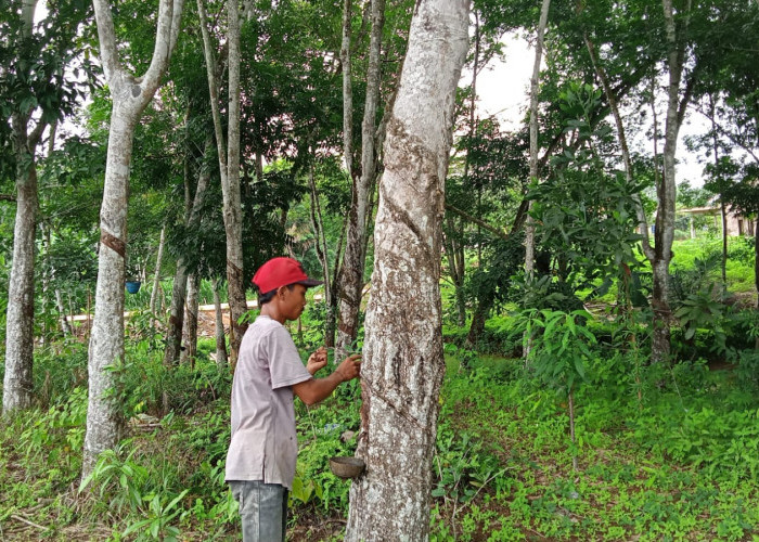 Cuaca Panas, Produksi Getah Karet Petani Mesuji Menyusut