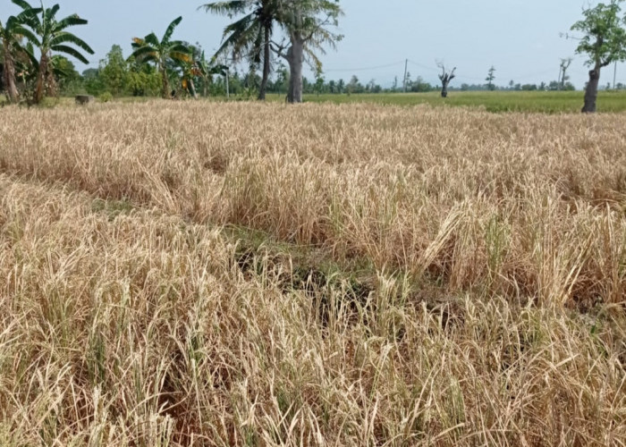 Dampak El Nino, 658 Hektar Sawah di Tanggamus Alami Kekeringan