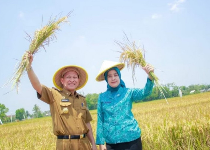 Tulang Bawang Panen Raya 5.610 Ton GKP, Begini Kata Pj Bupati Qudrotul Ikhwan